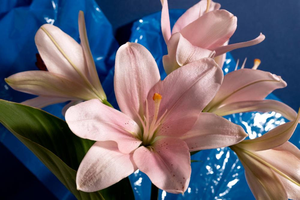 bunga lily