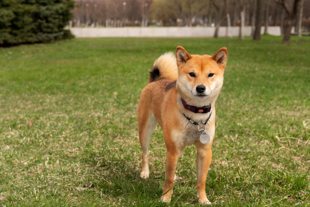 Shiba Inu