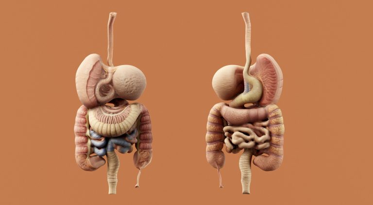 organ pendukung sistem pencernaan