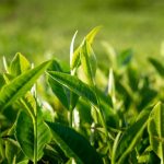 tingkatan daun teh