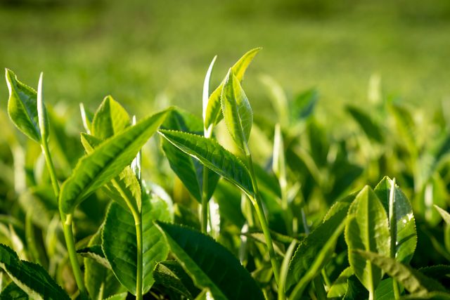 tingkatan daun teh