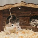 Serbuk kayu hamster