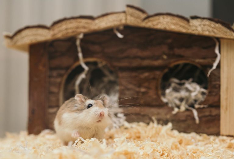 Serbuk kayu hamster
