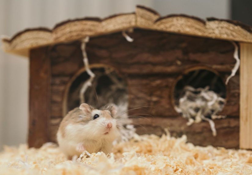 Serbuk kayu hamster